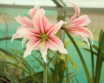 Hippeastrum Sweet Lilian.jpg