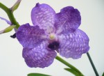 prvni kvet Vanda Pagchong  blue.JPG