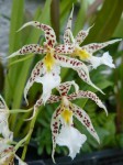 Odontoglossum blandum1.JPG