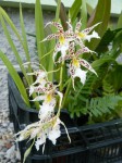 Odontoglossum blandum2.JPG