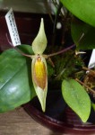 Pleurothallis hemirhoda.JPG