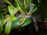 Pleurothallis hemirhoda 10.JPG