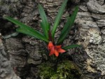 Ceratostylis rubra (9) – kopie.JPG