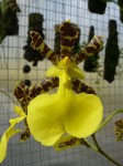 Oncidium tigrinum1.JPG