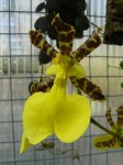 Oncidium tigrinum2.JPG