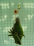 Trichoceros parviflorus-rostlina.JPG