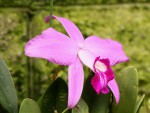 Laelia sincorana-01.jpg