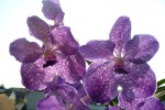 Pagchong Vanda detail kvety forum.JPG