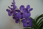 Pagchong Vanda blue kvety forum.JPG