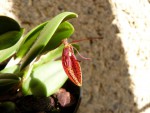 Restrepia cymbula 07.JPG