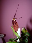 Restrepia antenifera 10.JPG