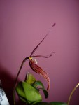 Restrepia antenifera 08.JPG