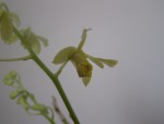 Dendrobium venustum (8).JPG