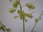 Dendrobium venustum (10).JPG