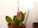 Restrepia elegans 48.JPG