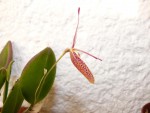 Restrepia elegans 47.JPG