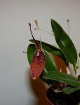 Restrepia antenifera 14.JPG