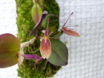 Restrepia elegans 51.JPG