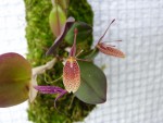 Restrepia elegans 51.JPG