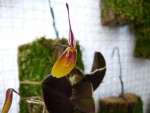 Restrepia elegans 05.JPG