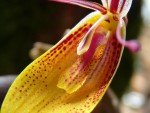 Restrepia elegans 08.JPG