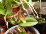 Restrepia trichoglossa 04.JPG