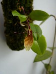 Restrepia trichoglossa 10.JPG