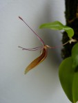 Restrepia trichoglossa 09.JPG