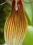 Restrepia trichoglossa 11.JPG