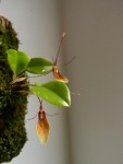 Restrepia trichoglossa 16.JPG