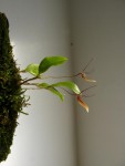 Restrepia trichoglossa 14.JPG