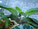 Paph.zelené listy druhá strana.jpg