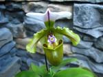 Paph.s2.jpg