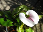 Paph.s.jpg