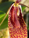 Restrepia antenifera 15.JPG