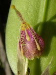 Restrepia muscifera.JPG