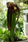 Bulbophyllum phalaenopsis-01.jpg