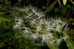 Habenaria myriotricha.jpg