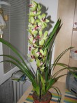 cymbidium 001.jpg