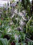 Habenaria myriotricha.jpg