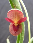 Pleurothallis dilemma 02.JPG
