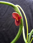 Pleurothallis dilemma 01.JPG