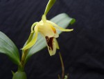 Coelogyne fimbriata 01.JPG