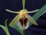 Coelogyne fimbriata 02.JPG