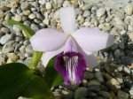 Laelia dayana var. coerulea2.JPG