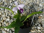 Laelia dayana var. coerulea-rostlina.JPG