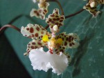 Oncidium jonesianum.JPG