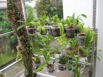 Paph,.jpg