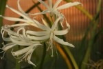 Nerine bowdenii alba_a_res.jpg.jpg