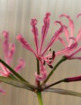 Nerine pudica_b_res.jpg.jpg